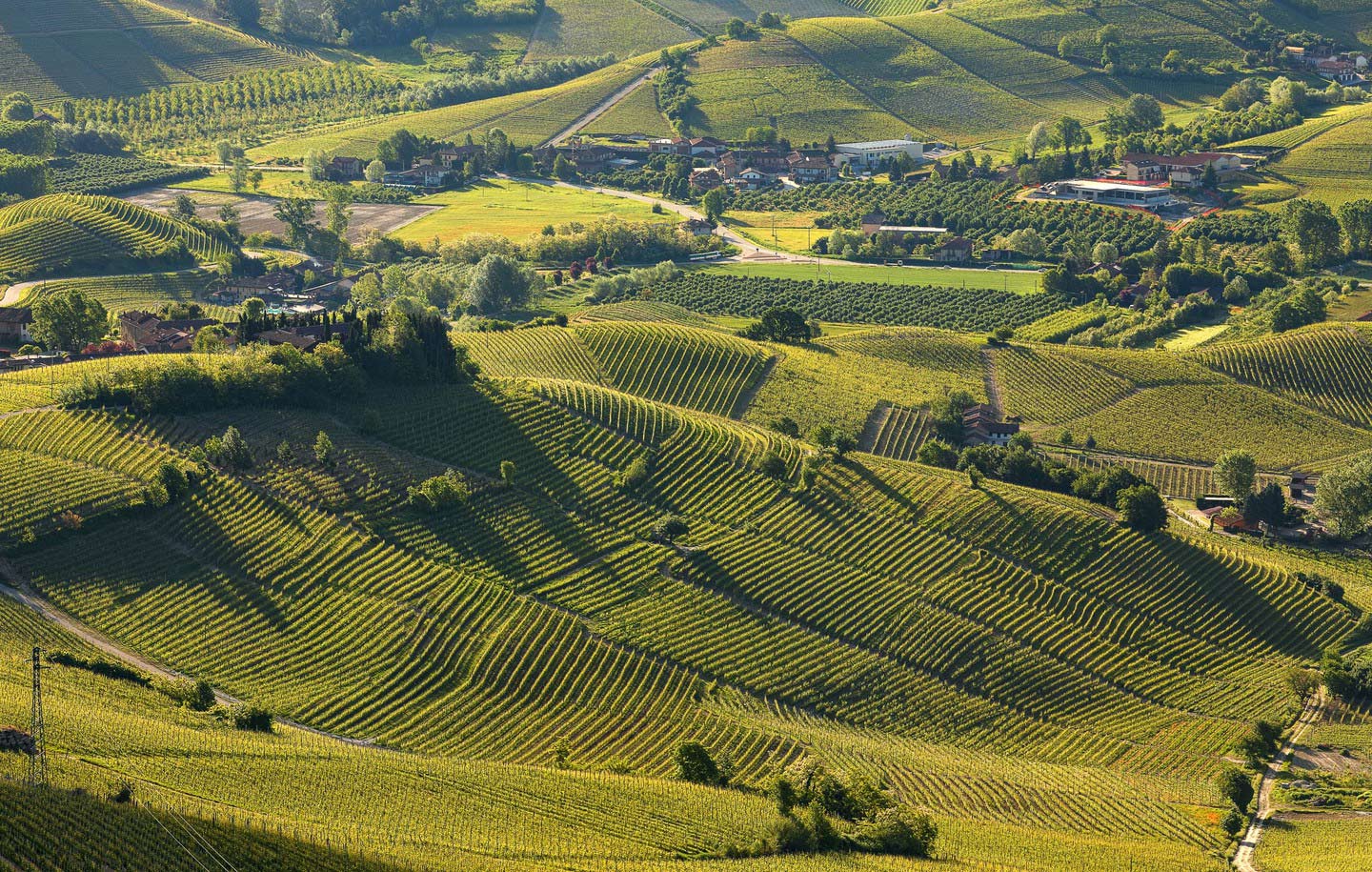 italy-vineyards